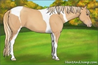 Horse Color:Gold Champagne Tobiano