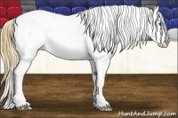 Horse Color:Chestnut Splash Appaloosa 