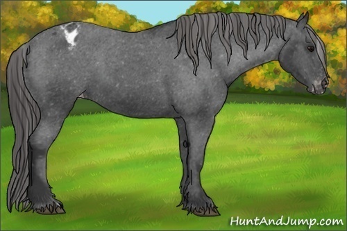 Horse Color:Black Appaloosa