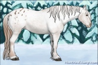Horse Color:Chestnut Appaloosa