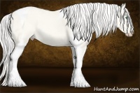 Horse Color:Cremello Tobiano