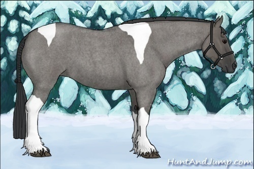 Horse Color:Grullo Roan Tobiano
