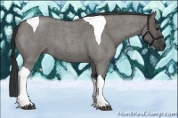 Horse Color:Grullo Roan Tobiano