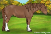 Horse Color:Chestnut Tobiano 