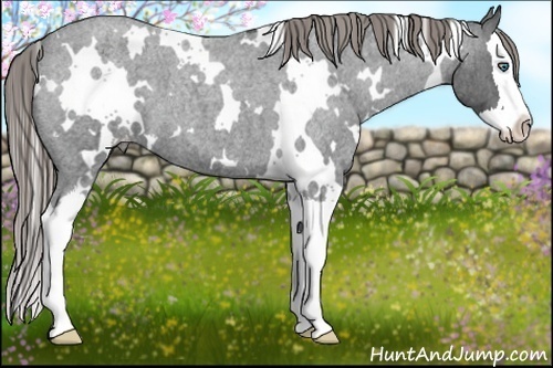 Horse Color:White Spotted Smoky Blue Roan Splash Varnish