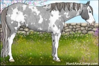 Horse Color:White Spotted Smoky Blue Roan Splash Varnish