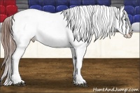 Horse Color:Grullo Splash Tobiano Appaloosa 