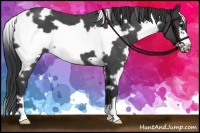 Horse Color:White Spotted Blue Roan Frame