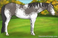 Horse Color:White Spotted Smoky Grullo 
