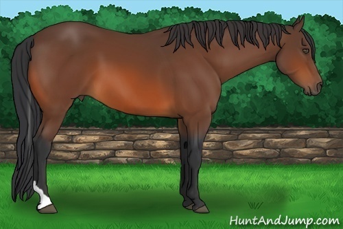 Horse Color:Bay Tobiano 