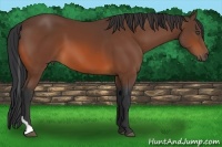 Horse Color:Bay Tobiano 