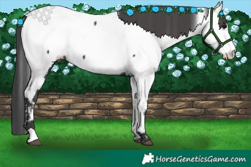 Horse Color:Black Fewspot 