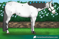 Horse Color:Black Fewspot 