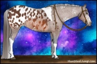 Horse Color:White Spotted Bay Tobiano Appaloosa 