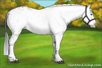 Horse Color:Black Frame 