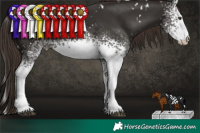 Horse Color:White Spotted Liver Chestnut