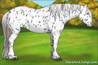 Horse Color:Black Appaloosa