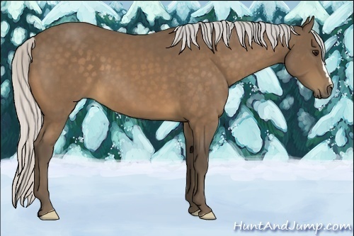 Horse Color:Silver Buckskin 