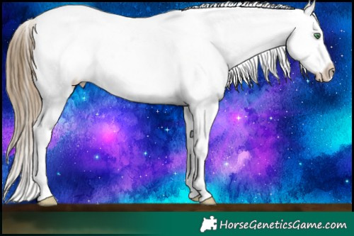 Horse Color:Smoky Black Pearl Tobiano Appaloosa 