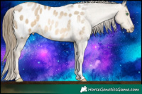 Horse Color:Smoky Black Pearl Tobiano Appaloosa 