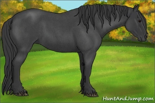 Horse Color:Blue Roan Frame 