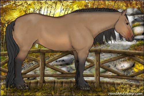 Horse Color:Bay Dun 