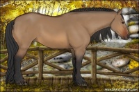 Horse Color:Bay Dun
