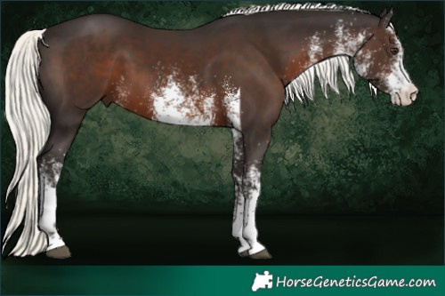 Horse Color:White Spotted Liver Chestnut Mushroom 