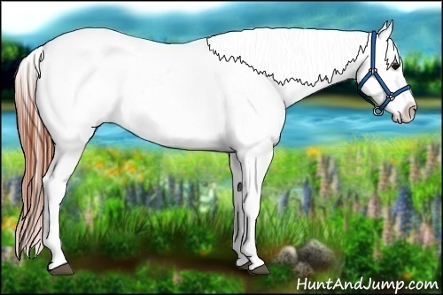 Horse Color:Bay Fewspot 