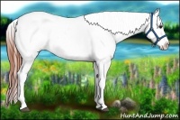 Horse Color:Bay Fewspot 
