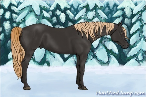 Horse Color:Liver Chestnut 
