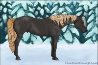 Horse Color:Liver Chestnut 