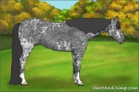 Horse Color:Black Ice 