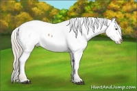 Horse Color:Palomino Sabino Snowcap