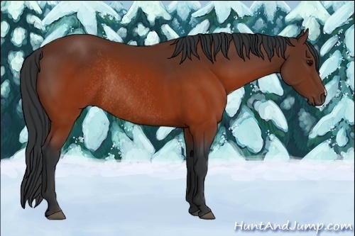 Horse Color:Brown Rabicano 