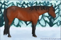 Horse Color:Brown Rabicano 