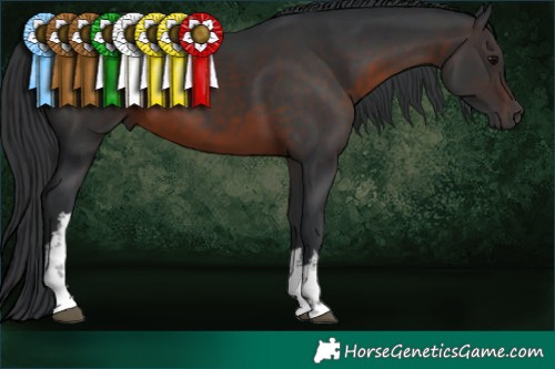 Horse Color:White Spotted Brown 