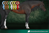 Horse Color:White Spotted Brown 