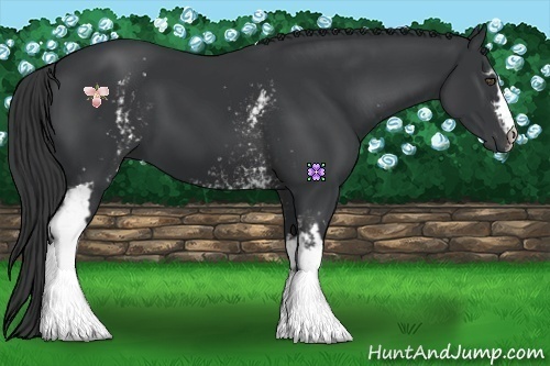 Horse Color:White Spotted Black Frame 