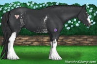 Horse Color:White Spotted Black Frame 