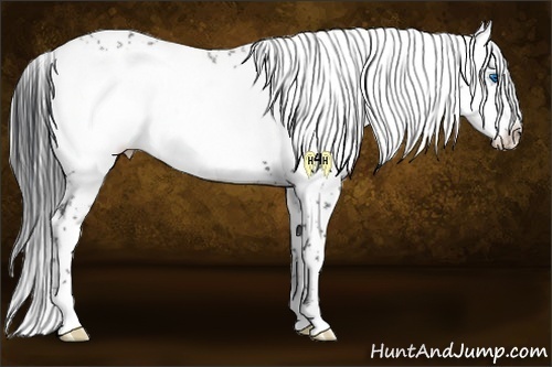 Horse Color:Black Frame 