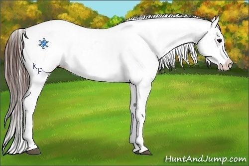 Horse Color:Brown Sabino Snowflake Varnish