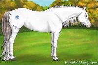 Horse Color:Brown Sabino Snowflake Varnish 