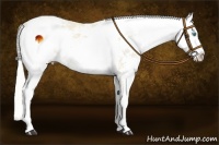 Horse Color:Liver Chestnut Frame 
