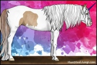 Horse Color:Red Dun Splash Tobiano Rabicano