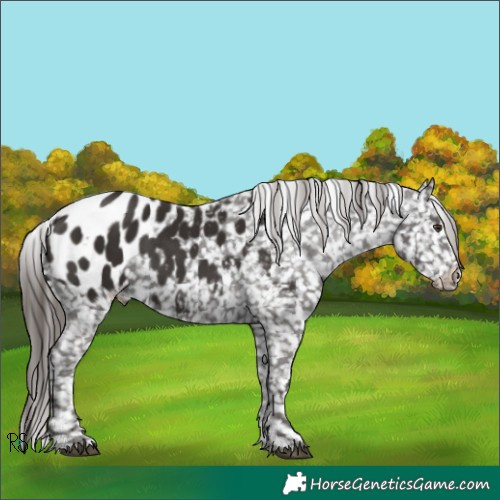 Horse Color:Liver Chestnut Appaloosa 