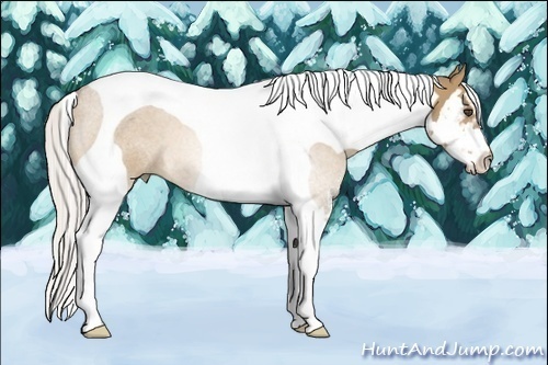 Horse Color:Unknown 