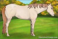 Horse Color:Buckskin Pearl 