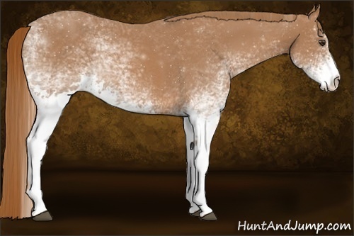 Horse Color:White Spotted Chestnut 