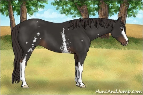 Horse Color:White Spotted Liver Chestnut